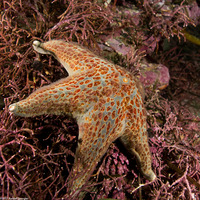 Dermasterias imbricata (Leather Star)