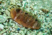 Lepidozona cooperi (Cooper's Chiton)