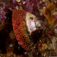 Pomaulax gibberosus (Red Top Snail)