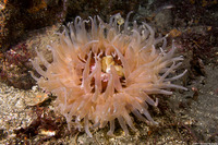 Urticina columbiana (Sand-Rose Anemone)