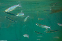 Atherinopsis californiensis (Jacksmelt)