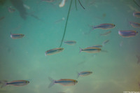 Atherinopsis californiensis (Jacksmelt)