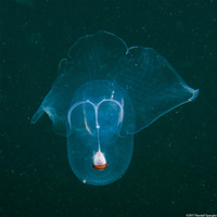 Corolla spectabilis (Sea Butterfly)