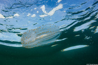 Leucothea pulchra (Leucothea Pulchra)