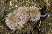 Aeolidia loui (Shag-Rug Aeolid)