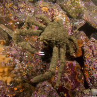 Loxorhynchus crispatus (Masking Crab)