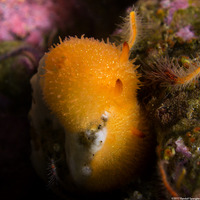 Acanthodoris lutea (Yellow Horned Dorid)