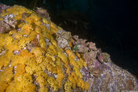 Ceratostoma foliatum (Leafy Hornmouth)