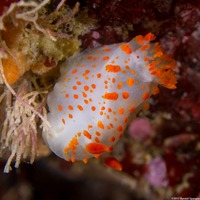 Triopha catalinae (Catalina Triopha)