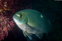 Girella nigricans (Opaleye)