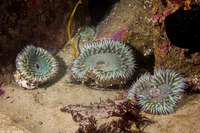 Anthopleura sola (Sunburst Anemone)