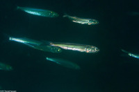 Engraulis mordax (Northern Anchovy)