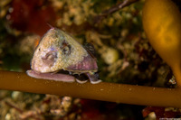 Tegula pulligo (Brown Turban Snail)