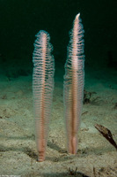 Stylatula elongata (White Sea Pen)