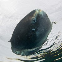Mola mola (Ocean Sunfish)