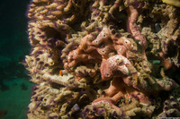 Trididemnum opacum (Trididemnum Opacum)