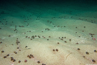 Pagurus hemphilli (Maroon Hermit Crab)