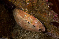 Haliotis rufescens (Red Abalone)