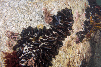 Mytilus trossulus (Bay Mussel)