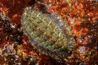 Mopalia lignosa (Woody Chiton)