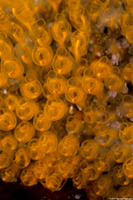 Pycnoclavella stanleyi (Pycnoclavella Stanleyi)