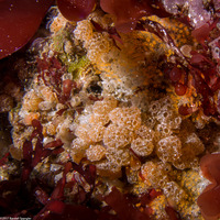 Ritterella pulchra (Ritterella Pulchra)