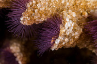 Phragmatopoma californica (Sandcastle Worm)