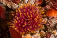 Eudistylia polymorpha (Feather Duster Worm)