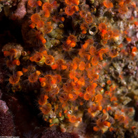 Spirorbinae sp.2 (Spirorbinae sp.2)