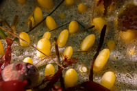 Polymastia pachymastia (Aggregated Nipple Sponge)