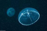 Mitrocoma cellularia (Cross Jelly)