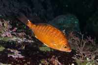 Hypsurus caryi (Rainbow Seaperch)