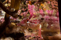 Gibbonsia montereyensis (Crevice Kelpfish)