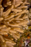 Celleporina sp.1 (Staghorn Bryozoan)