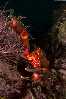 Pugettia producta (Northern Kelp Crab)