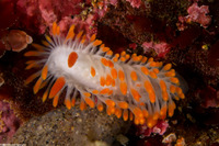 Limacia cockerelli (Cockerell's Dorid)