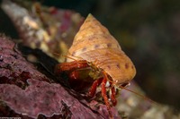 Pagurus hemphilli (Maroon Hermit Crab)