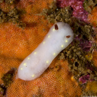 Cadlina flavomaculata (Yellow-Spot Cadlina)