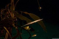 Aulorhynchus flavidus (Tubesnout)