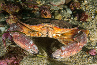 Cancer productus (Red Rock Crab)