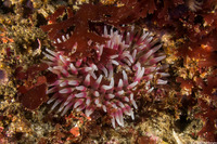 Urticina coriacea (Stubby Rose Anemone)