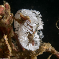 Hermissenda opalescens (Opalescent Nudibranch)