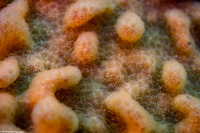 Aplidium californicum (Sea Pork)