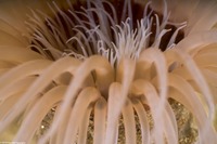 Pachycerianthus fimbriatus (Tube-Dwelling Anemone)