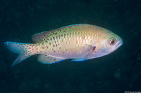 Chromis punctipinnis (Blacksmith)