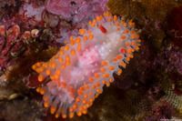 Limacia cockerelli (Cockerell's Dorid)