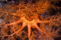 Cucumaria miniata (Orange Sea Cucumber)