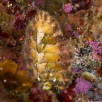 Mopalia ciliata (Hairy Chiton)