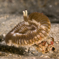 Acromegalomma sp.1 (Sabellid Worm)