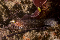Rathbunella alleni (Stripefin Ronquil)